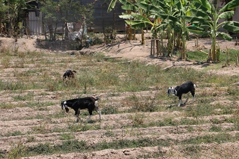 Surveillance stricte des substances à risques dans le secteur de l’agro-alimentaire ảnh 2