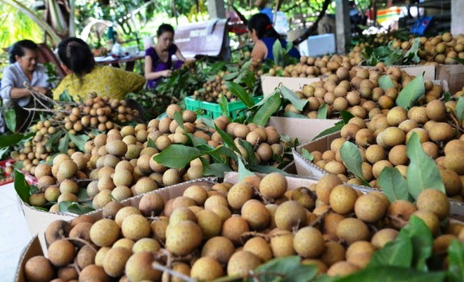 Le longane et le citron de Dông Thap vont partir pour la République de Corée ảnh 1 Le longane et le citron de Dông Thap vont partir pour la République de Corée ảnh 1