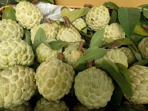 Lang Son en pleine saison de pomme cannelle ảnh 1