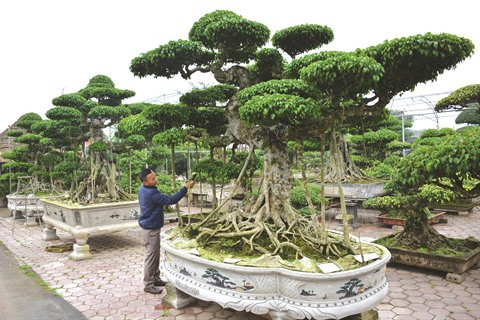 Vi Khê, berceau de l’horticulture ảnh 1