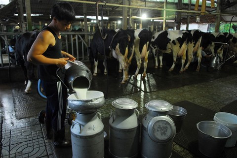 Au Sud, l’élevage des vaches laitières relève le défi de la modernité ảnh 1 Au Sud, l’élevage des vaches laitières relève le défi de la modernité ảnh 1