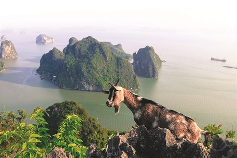 La montagne Bài Tho, belvédère de la ville de Ha Long ảnh 1