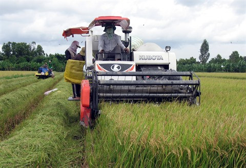Développer de nouveaux débouchés pour le riz vietnamien ảnh 2