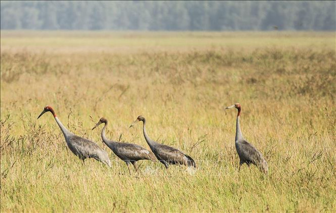 Projet de réintroduction des grues à tête rouge dans le parc national de Tram Chim ảnh 1