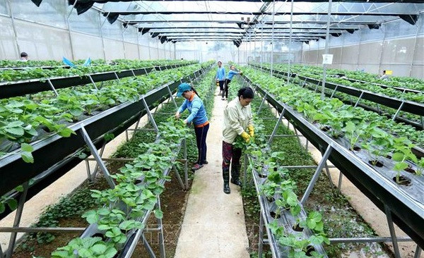 Le delta du Mékong offre des opportunités aux entreprises dans l'aquaculture et l'agriculture ảnh 2 Le delta du Mékong offre des opportunités aux entreprises dans l'aquaculture et l'agriculture ảnh 2