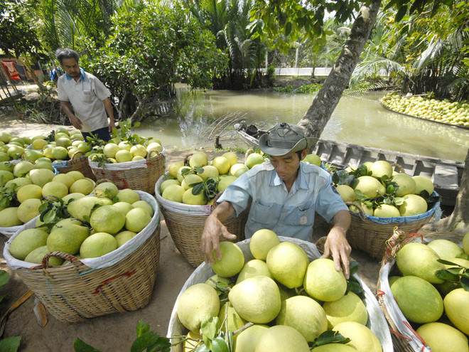 1er trimestre : les exportations vietnamiennes de fruits et légumes sur leur lancée ảnh 1 1er trimestre : les exportations vietnamiennes de fruits et légumes sur leur lancée ảnh 1