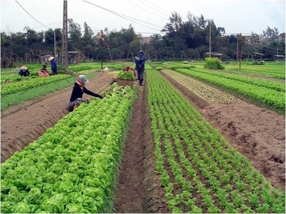 Dà Nang: Planification de sept zones agricoles high-tech ảnh 1 Dà Nang: Planification de sept zones agricoles high-tech ảnh 1