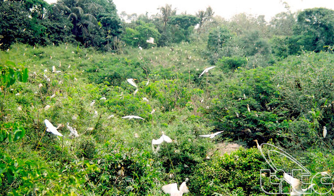 Visite à la héronnière de Bang Lang ảnh 1 Visite à la héronnière de Bang Lang ảnh 1