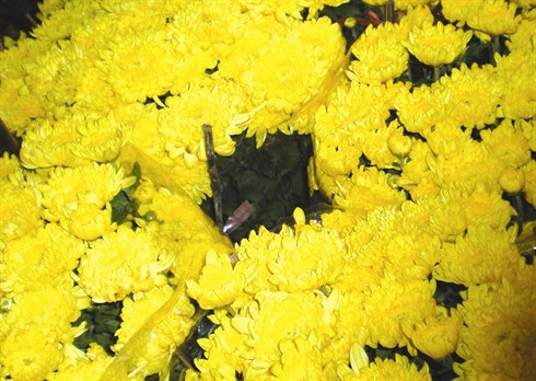 Inventaire des six fleurs les plus en vue du Têt ảnh 5 Inventaire des six fleurs les plus en vue du Têt ảnh 5