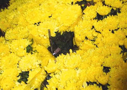 Inventaire des six fleurs les plus en vue du Têt ảnh 5