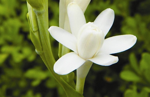 Inventaire des six fleurs les plus en vue du Têt ảnh 6 Inventaire des six fleurs les plus en vue du Têt ảnh 6