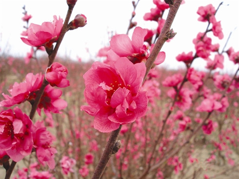 Inventaire des six fleurs les plus en vue du Têt ảnh 2 Inventaire des six fleurs les plus en vue du Têt ảnh 2