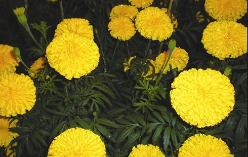 Inventaire des six fleurs les plus en vue du Têt ảnh 3 Inventaire des six fleurs les plus en vue du Têt ảnh 3