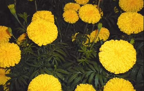 Inventaire des six fleurs les plus en vue du Têt ảnh 3