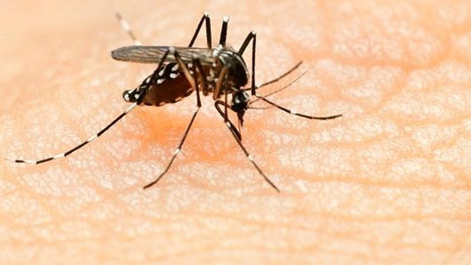 Virus Zika : le Vietnam renforce les mesures préventives ảnh 2