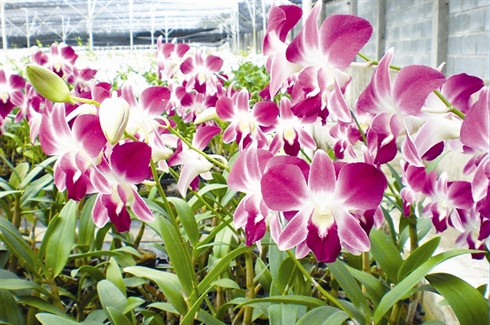 Inventaire des six fleurs les plus en vue du Têt ảnh 4 Inventaire des six fleurs les plus en vue du Têt ảnh 4