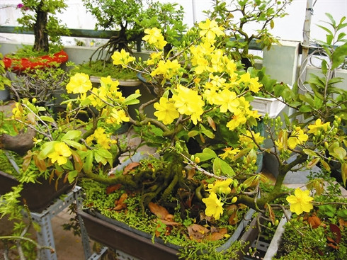 Inventaire des six fleurs les plus en vue du Têt ảnh 1 Inventaire des six fleurs les plus en vue du Têt ảnh 1