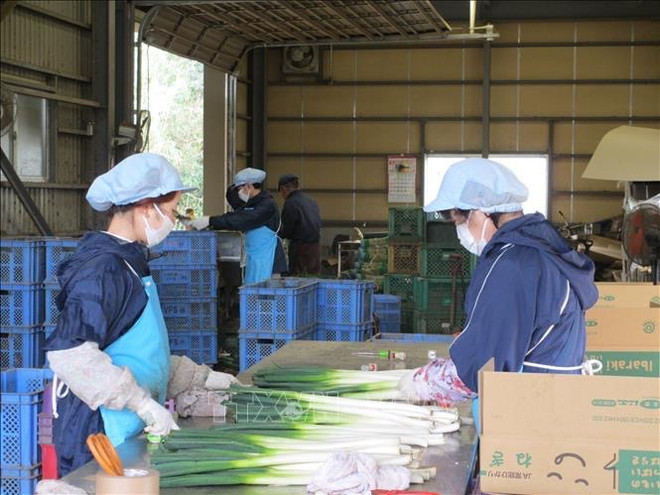 Les Vietnamiens sont les plus nombreux parmi les travailleurs étrangers au Japon ảnh 1 Les Vietnamiens sont les plus nombreux parmi les travailleurs étrangers au Japon ảnh 1