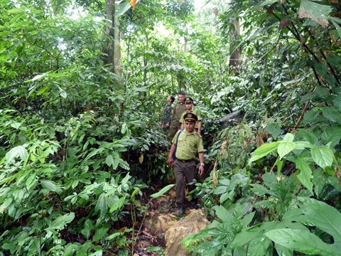 Le Vietnam compte 14,6 millions d’hectares de forêt en 2019 ảnh 1 Le Vietnam compte 14,6 millions d’hectares de forêt en 2019 ảnh 1