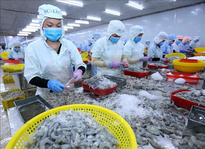 Les exportations de crevettes vers les États-Unis en hausse de 18,2% au 1er trimestre ảnh 1 Les exportations de crevettes vers les États-Unis en hausse de 18,2% au 1er trimestre ảnh 1