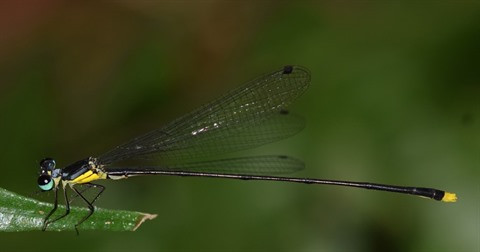 Libellules, une "mine d’or" à découvrir au Vietnam ảnh 1 Libellules, une "mine d’or" à découvrir au Vietnam ảnh 1