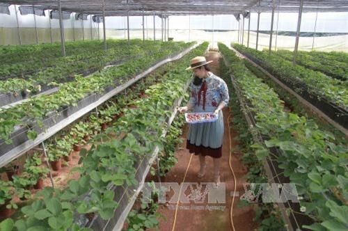 Da Lat met l'accent sur le tourisme à la ferme ảnh 1 Da Lat met l'accent sur le tourisme à la ferme ảnh 1