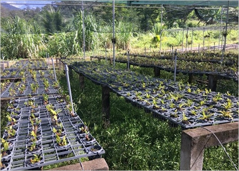 Départ en safari au Parc national de Phuoc Binh, dans le Centre ảnh 2