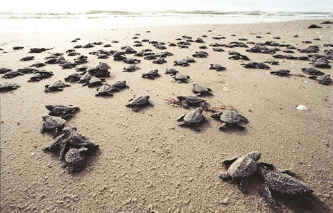 Côn Dao, sanctuaire des tortues vertes ảnh 2 Côn Dao, sanctuaire des tortues vertes ảnh 2