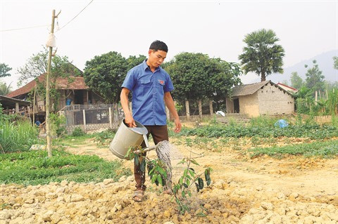 Un jeune Thaï fait fortune grâce à l’agriculture à Diên Biên ảnh 1 Un jeune Thaï fait fortune grâce à l’agriculture à Diên Biên ảnh 1