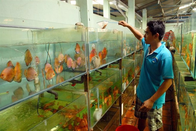 La production de plantes et poissons d’agrément, une filière à fort potentiel ảnh 2 La production de plantes et poissons d’agrément, une filière à fort potentiel ảnh 2