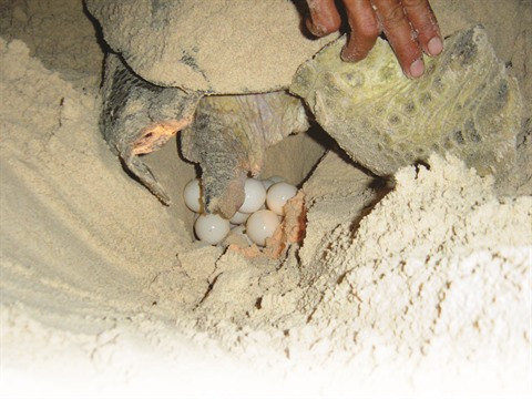 Côn Dao, sanctuaire des tortues vertes ảnh 1 Côn Dao, sanctuaire des tortues vertes ảnh 1