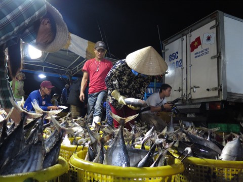 Hausse des exportations nationales de thon au Pérou ảnh 1