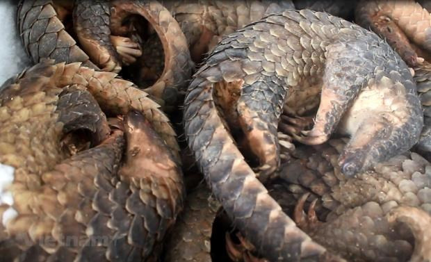 Le WWF appelle à mettre fin au commerce d’espèces sauvages ảnh 1 Le WWF appelle à mettre fin au commerce d’espèces sauvages ảnh 1