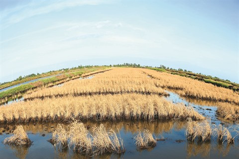 Sécheresse et salinisation ravagent le delta du Mékong ảnh 1 Sécheresse et salinisation ravagent le delta du Mékong ảnh 1