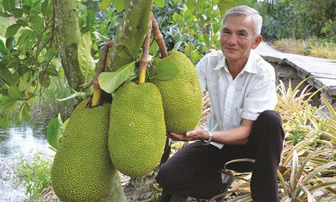 Sésame et jacquier gagnent du terrain dans le delta du Mékong ảnh 2 Sésame et jacquier gagnent du terrain dans le delta du Mékong ảnh 2