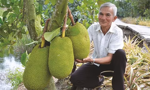 Sésame et jacquier gagnent du terrain dans le delta du Mékong ảnh 2