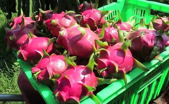 Les États-Unis, marché potentiel pour les fruits vietnamiens ảnh 1 Les États-Unis, marché potentiel pour les fruits vietnamiens ảnh 1