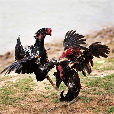 À Thô Hà, le gratin des coqs de combat ảnh 1 À Thô Hà, le gratin des coqs de combat ảnh 1