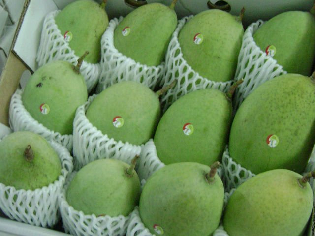 Les mangues vietnamiennes appréciées au Japon ảnh 1 Les mangues vietnamiennes appréciées au Japon ảnh 1