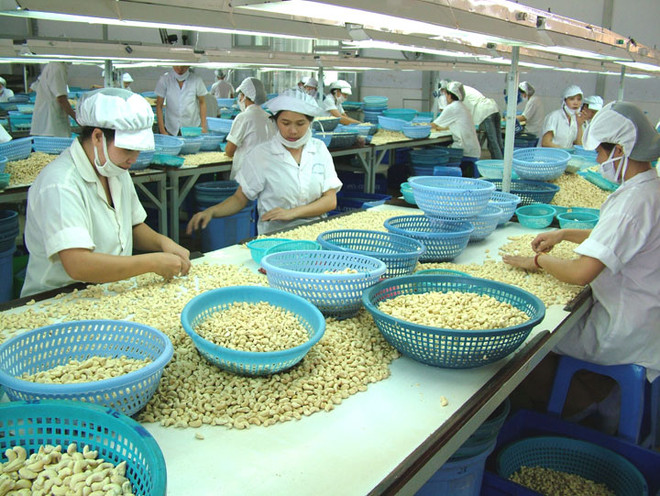 Hausse de 18% des exportations vietnamiennes de noix de cajou ảnh 1 Hausse de 18% des exportations vietnamiennes de noix de cajou ảnh 1