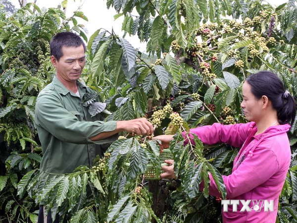 Les exportations de café bien transformé en forte croissance ảnh 1