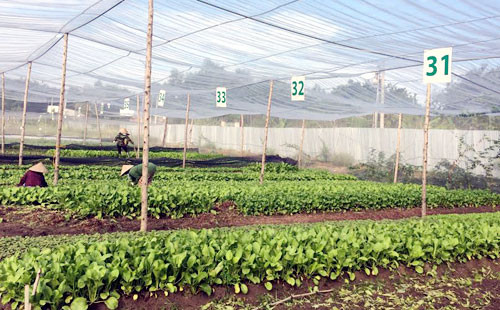 Dong Nai: une ferme de légumes aux normes de l'agriculture bio européennes et américaines ảnh 1 Dong Nai: une ferme de légumes aux normes de l'agriculture bio européennes et américaines ảnh 1