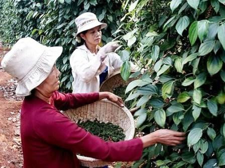 Etats-Unis, le plus grand débouché pour le poivre vietnamien ảnh 1 Etats-Unis, le plus grand débouché pour le poivre vietnamien ảnh 1