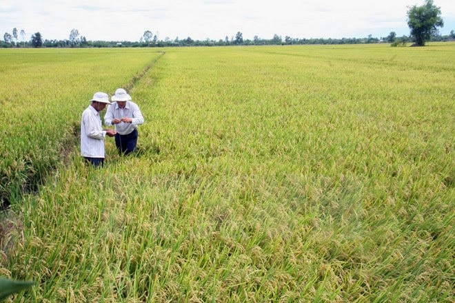 Ha Nam: production expérimentale du riz Japonica ảnh 1 Ha Nam: production expérimentale du riz Japonica ảnh 1