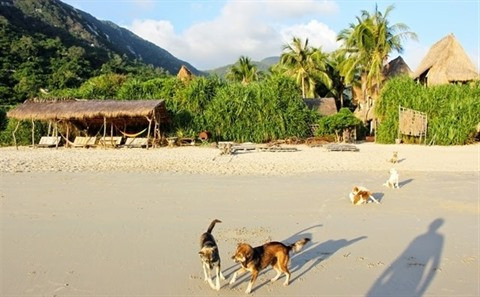 Le forestier occidental de Hon Heo à Khanh Hoà ảnh 2 Le forestier occidental de Hon Heo à Khanh Hoà ảnh 2