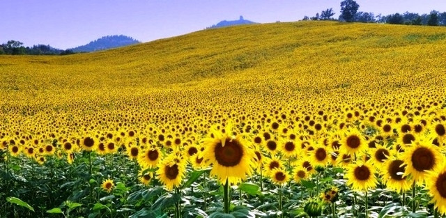 Le Festival du tournesol de Nghê An en approche ảnh 1 Le Festival du tournesol de Nghê An en approche ảnh 1