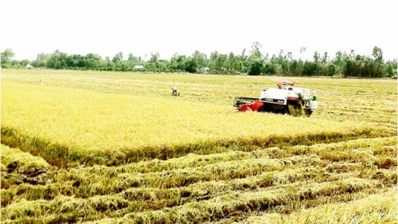 Le Vietnam applique la télédétection dans la production agricole ảnh 1