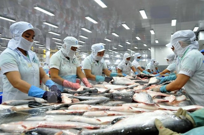 Le pangasius du Vietnam à la conquête de l’Arabie saoudite ảnh 1 Le pangasius du Vietnam à la conquête de l’Arabie saoudite ảnh 1