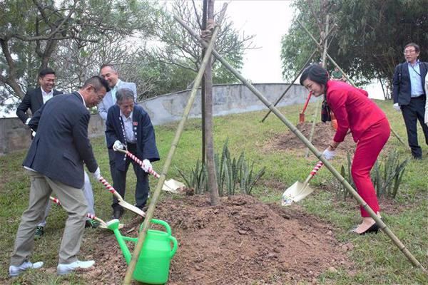 Plus de cerisiers en fleurs plantés dans le parc de Hanoï ảnh 3 Plus de cerisiers en fleurs plantés dans le parc de Hanoï ảnh 3