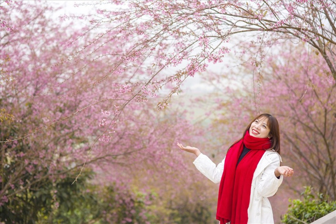 Les fleurs de pêcher à floraison tardive colorent Moc Chau en rose ảnh 2